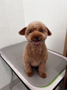 プティちゃんのトリミング写真