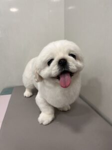 ペキコちゃんのトリミング写真
