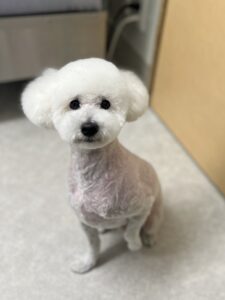 マシュくんのトリミング写真