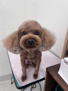 メイちゃんのトリミング写真