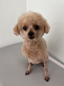 5月26日のわんこたちの写真