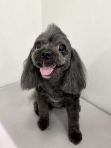 モナちゃんのトリミング写真