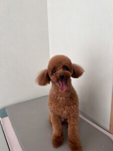 ライムくんのトリミング写真