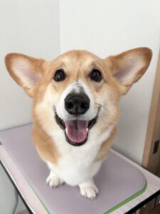 ラルフくんのトリミング写真