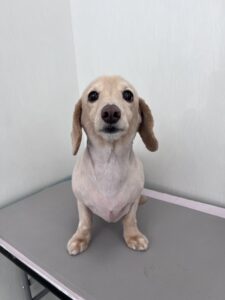 ルクスくんのトリミング写真