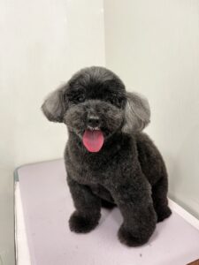 レオくんのトリミング写真