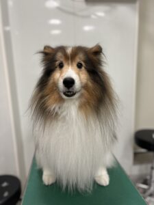 ロンくんのトリミング写真
