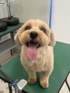 コロくんのトリミング写真