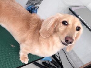 ニコちゃんのトリミング写真