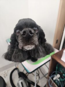 夢(むー)ちゃんのトリミング写真