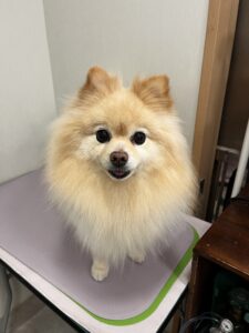 小夏(こなつ)ちゃんのトリミング写真