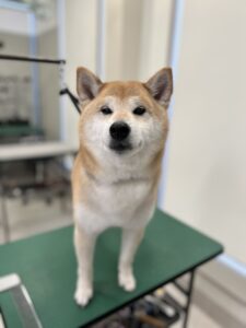 小太郎 (こたろう)くんのトリミング写真