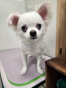 福(ふく)くんのトリミング写真