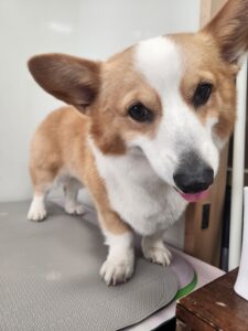 5月17日のわんこたちの写真