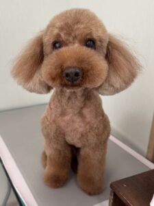 茶々丸(ちゃちゃまる)くんのトリミング写真