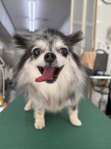 サニーちゃんのトリミング写真