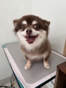 5月4日のわんこたちの写真