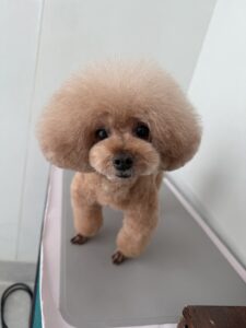 ナナちゃんのトリミング写真
