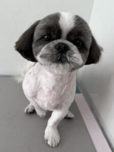 5月5日のわんんこたちの写真