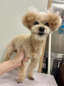 はなちゃんのトリミング写真
