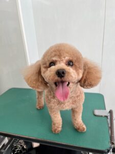 ルルくんのトリミング写真