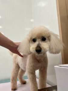 ロビンちゃんのトリミング写真