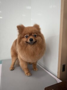りょうくんのトリミング写真