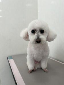 5月7日のわんこたちの写真