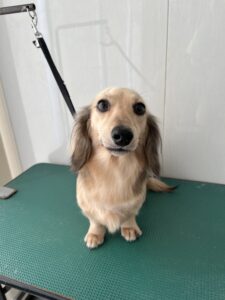 のあちゃんのトリミング写真