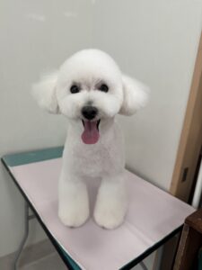 5月10日のわんこたちの写真