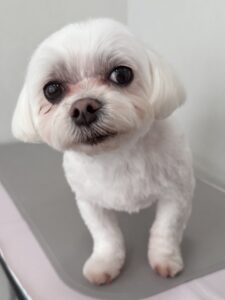 ライくんのトリミング写真