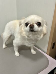 おとちゃんのトリミング写真