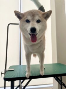 5月9日のわんこたちの写真