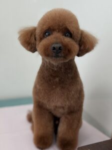 5月11日のわんこたちの写真