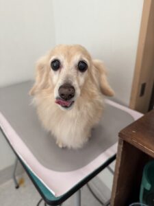 5月12日のわんんこたちの写真