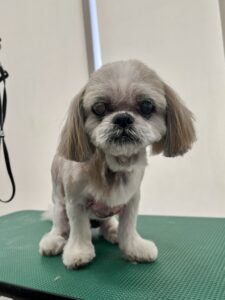 レミーちゃんのトリミング写真