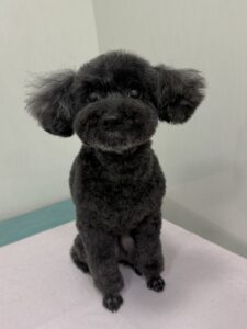 ちょこちゃんのトリミング写真