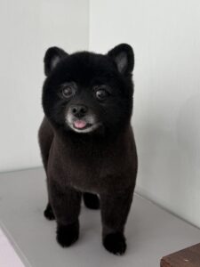 5月14日のわんこたちの写真