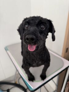 チョコクッキーくんのトリミング写真