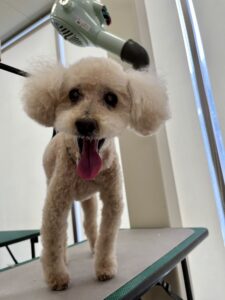 モカくんのトリミング写真