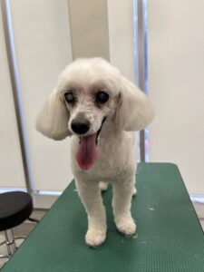 レオくんのトリミング写真