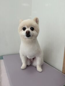 5月18日のわんこたちの写真