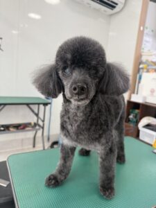 ネロくんのトリミング写真