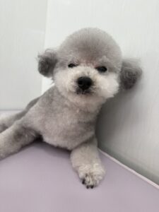 ルーニーくんのトリミング写真