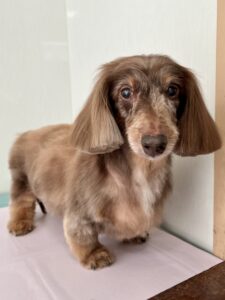 5月13日のわんんこたちの写真