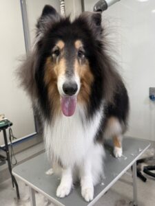 メレクちゃんのトリミング写真