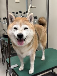 ふくちゃんのトリミング写真