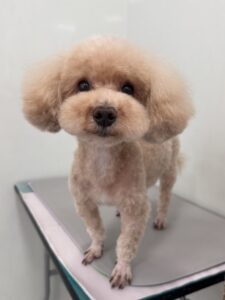 ぽちゃろーくんのトリミング写真
