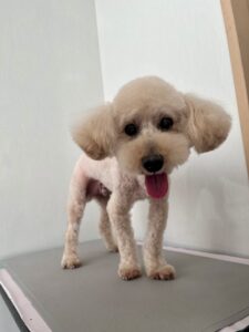 モカくんのトリミング写真
