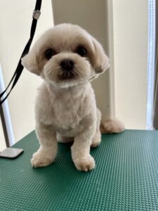 ちゃちゃちゃんのトリミング写真